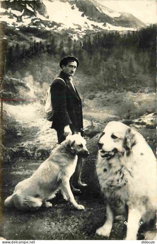 Carte postale animaux - postale,
