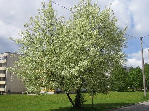 Prunus padus cerisier à - prunus,