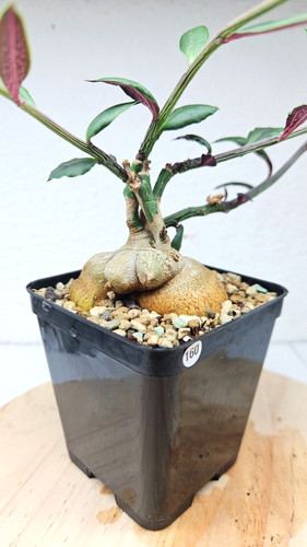 Euphorbia neorubella eu - euphorbia, --eu