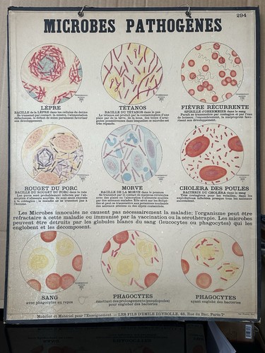 Affiche scolaire microbes - scolaire,