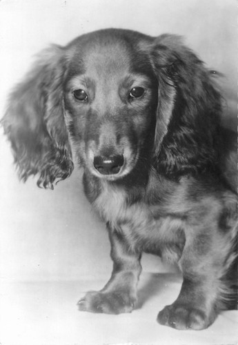 Chien teckel poil long - teckel,