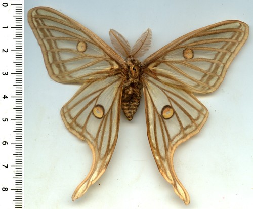 Saturnidae graellsia - saturnidae,