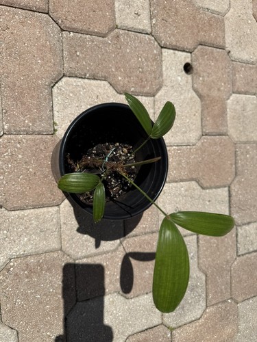 Rhapis gracilis tropical - gracilis.,