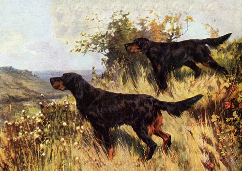 Gordon setter dog greeting - setter,
