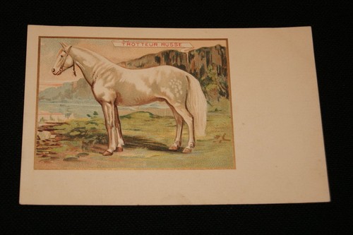 Cheval trotteur russe - cheval,