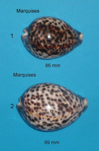 Cypraea tigris les - cypraea,