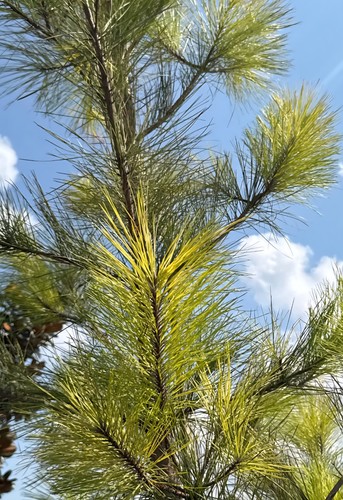 Loblolly pine seedling - loblolly,