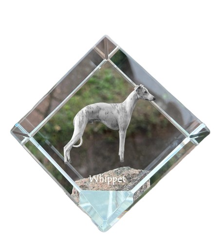 Whippet petit anglais - whippet,petit,