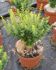 Ligustrum sinense 'Eugène