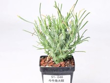 Pot 6.5cm Rare Cacti Euphorbia