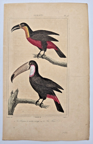 Gravure oiseaux couleur xixe - oiseaux,