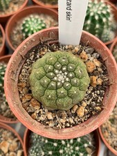 Copiapoa hypogea 'Lezard skin', tephrocactus, ariocarpus, turbinicarpus, rare 