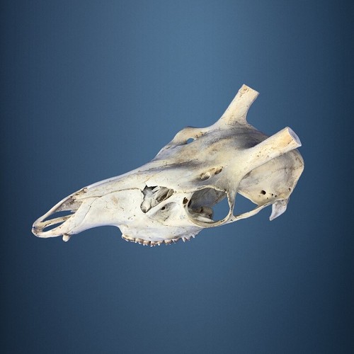 469sku crane cerf bois - cerf,, de