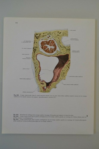 Planche anatomie humaine - d'anatomie,