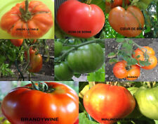 LOTS DE 5 SACHETS DE 20 GRAINES DE TOMATES ANCIENNES BIO PARMI 8 VARIÉTÉS