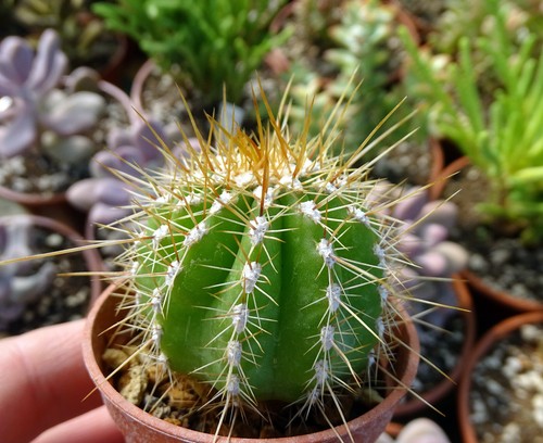 Echinopsis poco gymnocalycium - poco,