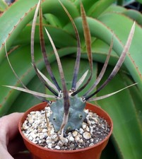 TEPHROCACTUS ARTICULATUS