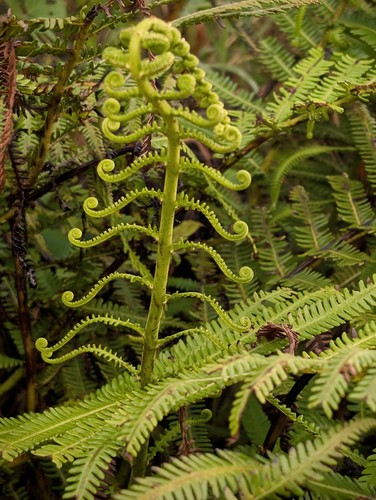 Rare live bare plant - live, neon