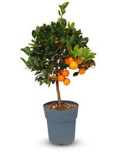 ORANGER - arbre fruitier -
