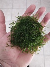 mousse de java Boules 8/10 Cm