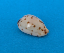 Cypraea Punctata f.berinii