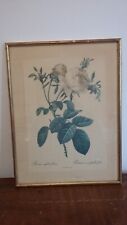 ANCIENNE GRAVURE ENCADREE DOREE PJ REDOUTE ROSA CENTIFOLIA FOLIACCA ROSIER