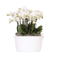 3 x orchidée blanche dans un pot design · bol avec réservoir d'eau · Ø12 cm