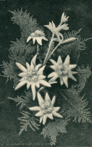 Carte postale bouquet - postale,