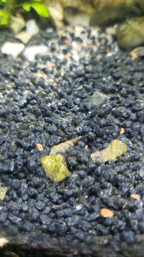 Escargot melanoiides - escargot,
