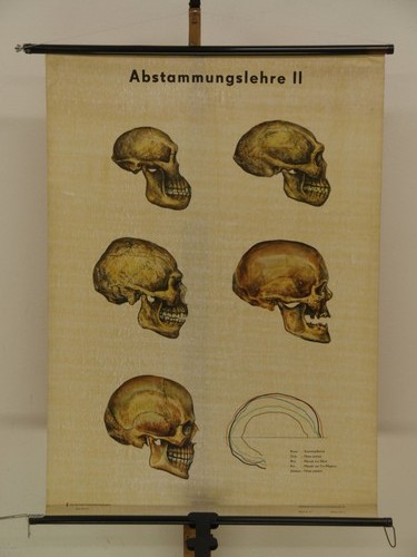 Origine squelette crâne homo - squelette,