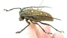 Long Cérambycidé Batocera