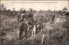 Chasse au Sanglier dans les LANDES (40) - Transport de la Bête dans la Brousse