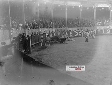 Corrida taureau arène - taureau,,