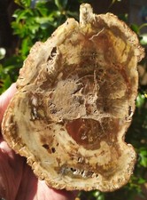 Bois Fossile Pétrifié /