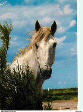 Animaux - Chevaux - Cheval Camarguais - Tete de Cheval - Portrait de Cheval - Fl