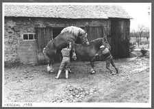 1989  -- VERGEAL 1983 . SAILLIE EQUINE . 4C116