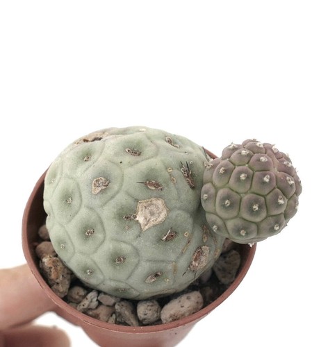 Tephrocactus geometricus - , 1