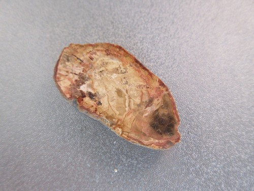 Madagascar petrified wood - petrified,