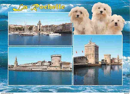 Carte postale animaux - -,
