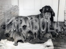 Photo De Presse Vintage