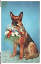 ATAP9-0629-CHIEN - Berger allemand