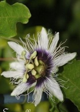 ♫ PASSIFLORE ♫ Mélange 3 Variétés ♫ Graines ♫ Plante Ornementale ou Gustative ♫