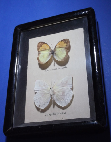 Papillons vintage montés - , en