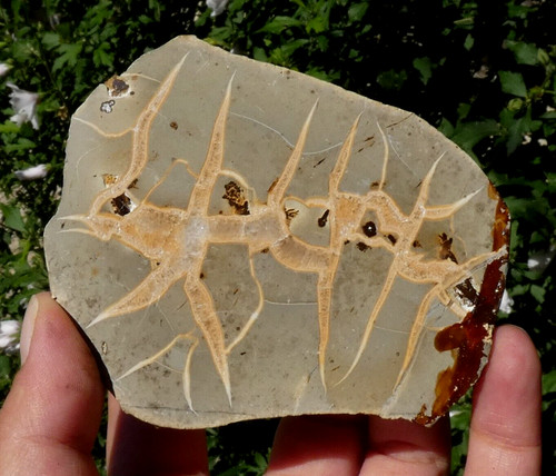 Septaria sciée 9x7cm - sciée,