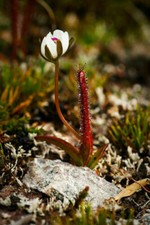 DROSERA ARCTURI - 10 graines