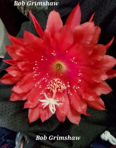 Epiphyllum bob grimshaw - epiphyllum,