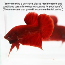 Aquarium Betta poisson vivant demi-lune souper rouge lotus bodhi tail objet r...