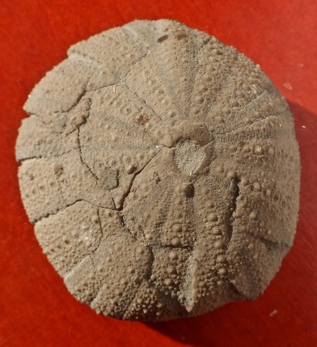 Oursin fossile oxfordien - oxfordien, de