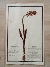 Ancien Herbier Botanique