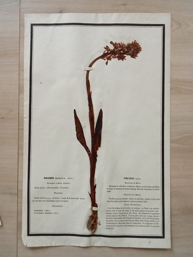 Ancien herbier botanique - ancien,